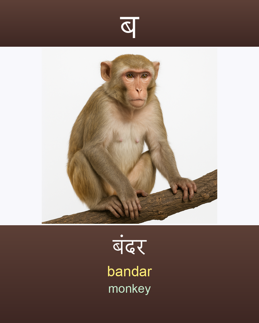 बंदर — bandar (monkey)