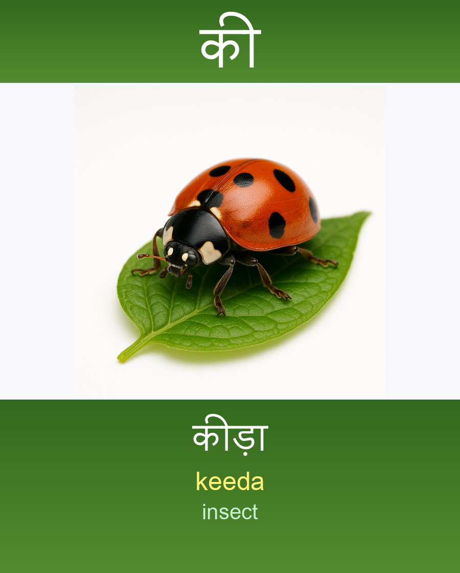 की — कीड़ा